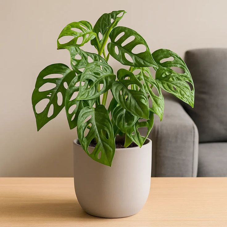 Ilustrasi Monstera Adansonii