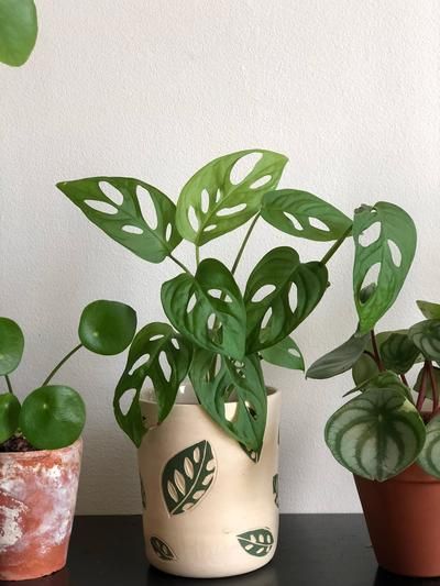 Foto Monstera Adansonii 3