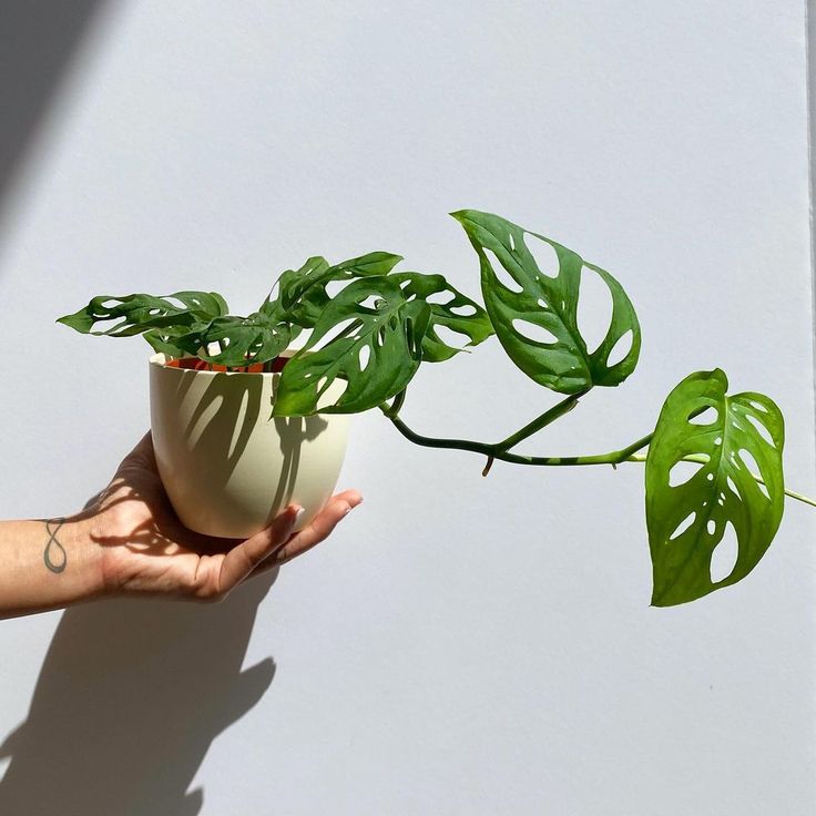 Foto Monstera Adansonii 4